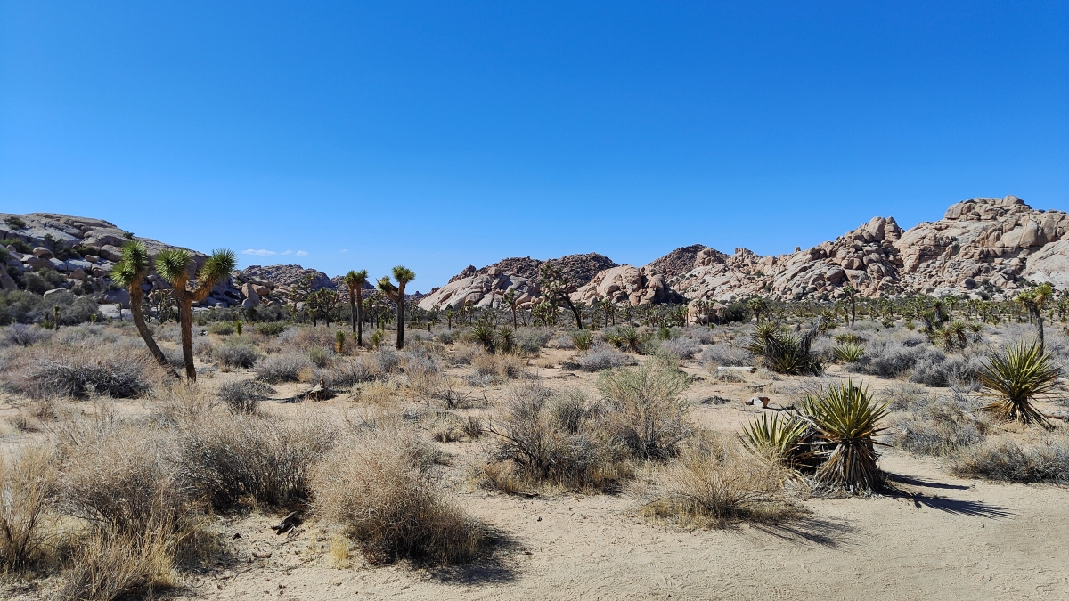 In the Heart of the Mojave Desert