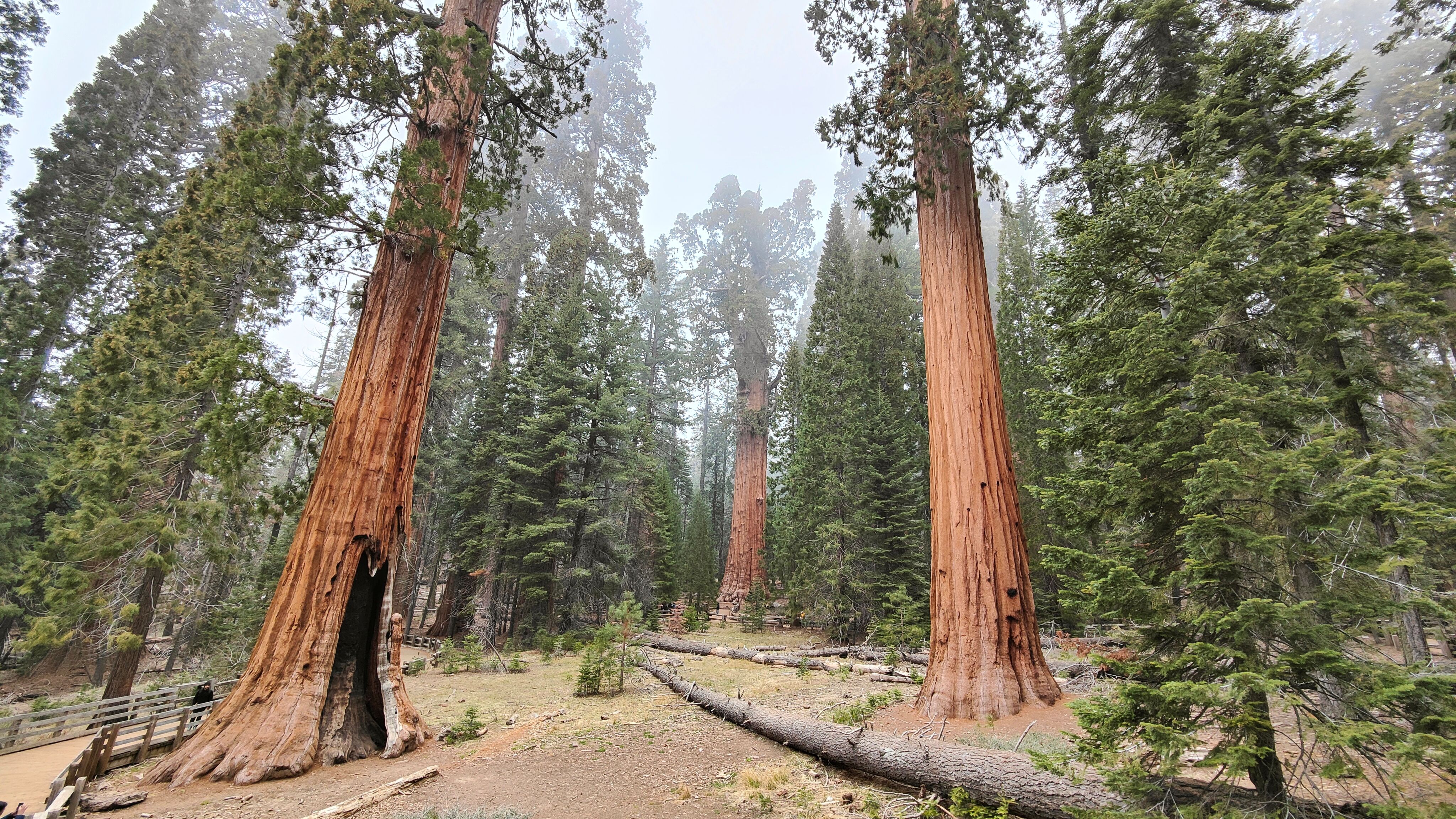 Into the Misty Giants: Exploring Sequoia National Park